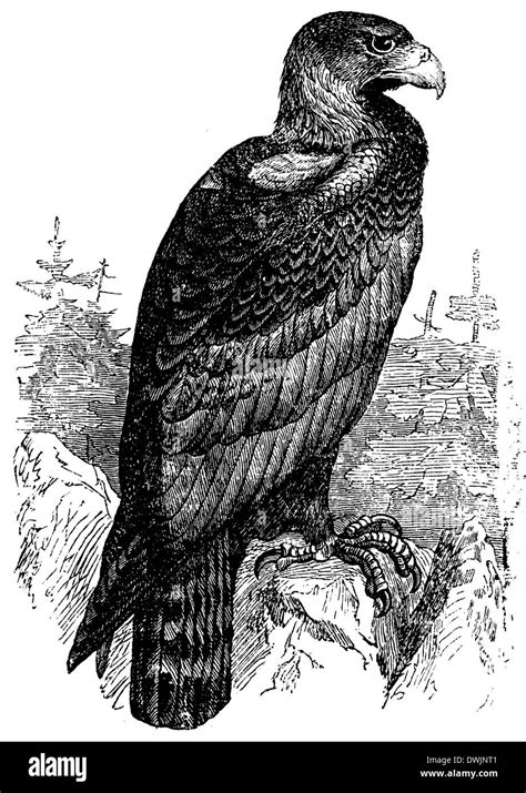Golden Eagle Drawing Black And White Stock Photos And Images Alamy