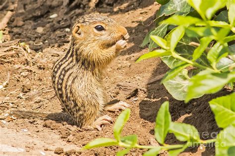 Baby Ground Squirrel In Wisconsin Photograph By Natural Focal Point