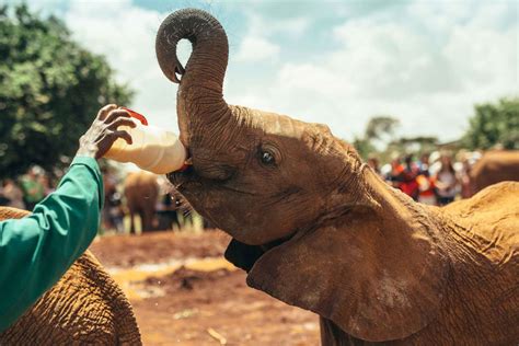Elephant Orphanage Tour From Nairobi In Kenya My Guide Kenya