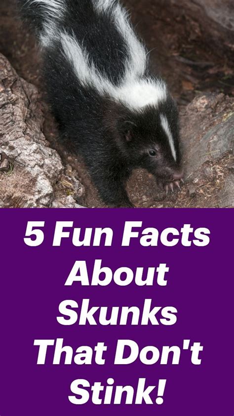A Skunk Is Standing On Some Rocks With The Words Fun Fact About Skunks That Don T Stink
