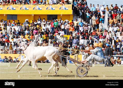 Indian Villagers Compete In A Horse Cart Race During The 74th Kila