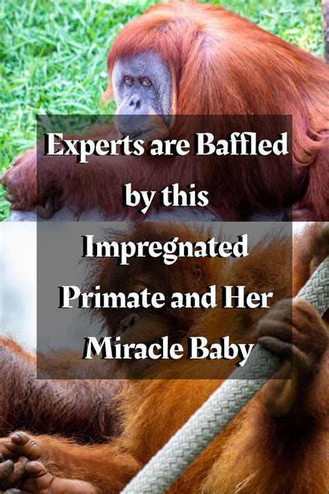 This Female Primate And This Little Monkey Are Living Miracles In 2021