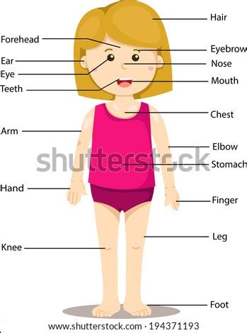 We did not find results for: Illustrator Girl Labeled Body Parts Stock Vector (Royalty ...