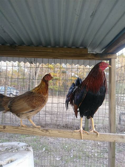 Gator Creek Gamefowl Farm