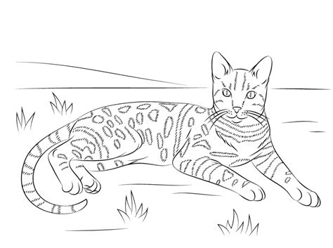 Cat Coloring Pages for Adults - Best Coloring Pages For Kids | Cat