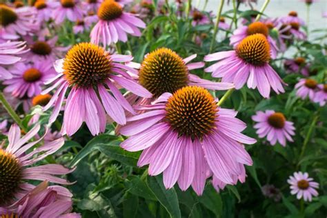 Echinacea Homeopatia Para Que Serve