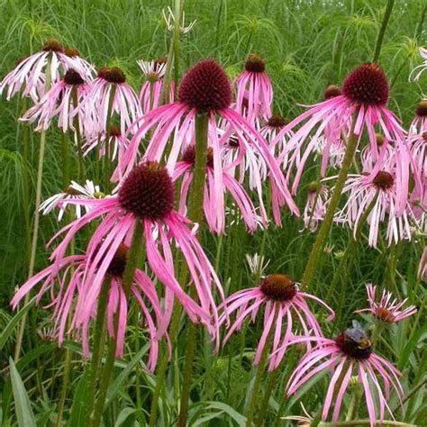 Purple Coneflower Plants Holdeneuropean