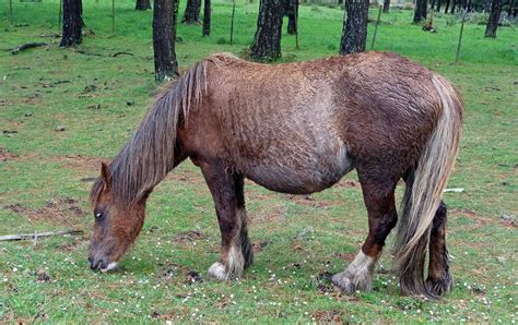galician horse information origin history pictures