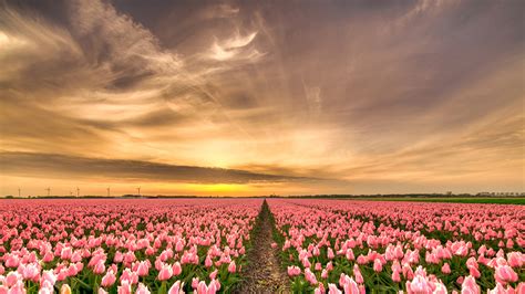 81 , 6 % вода: Фото Нидерланды Природа розовая Тюльпаны Поля Цветы 1920x1080