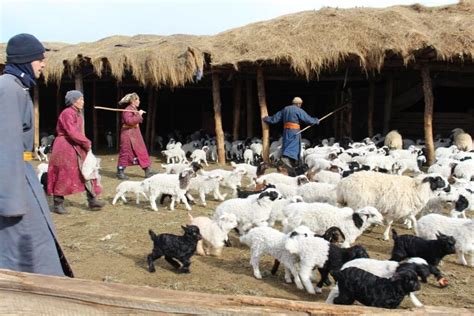 Mongolian Nomads Lifestyle And Mongolian Nomadic Cultures