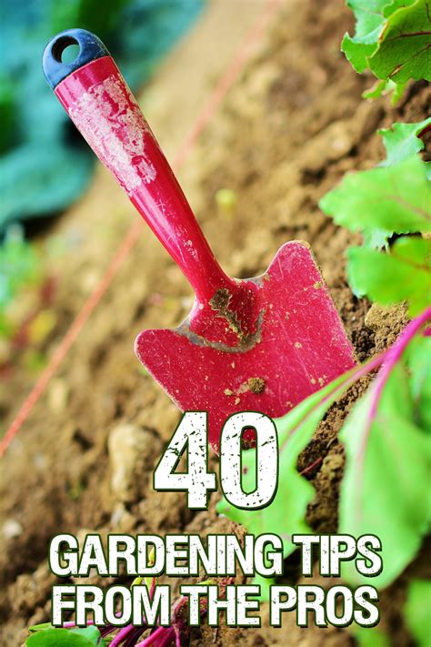 40 Gardening Tips From The Pros