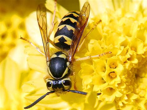Free Picture Wasps Hornets Insect