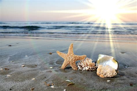 Seashells Starfish Ocean Waves Water Sand Beach Beach Surf Sky