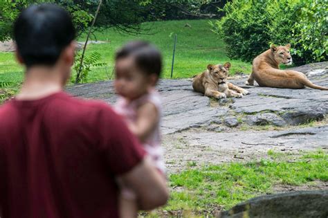 It Could Happen In Nyc Zoos Prepared To Use Deadly Force