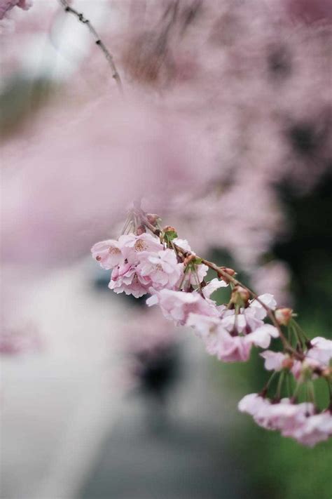 Maybe you would like to learn more about one of these? Wallpaper Bunga Sakura Gugur Bergerak - Gambar Ngetrend ...