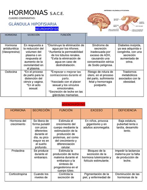 Tipos De Glandulas Y Sus Funciones Amoci