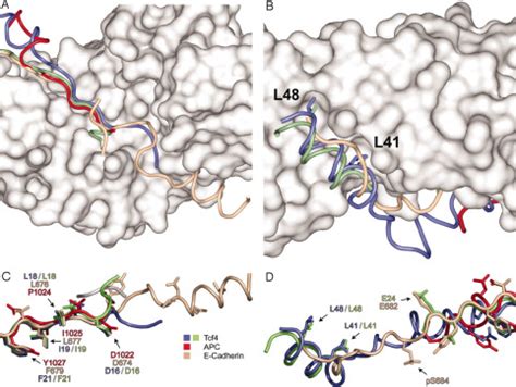 Systematic Peptide Array Based Delineation Of The Differential