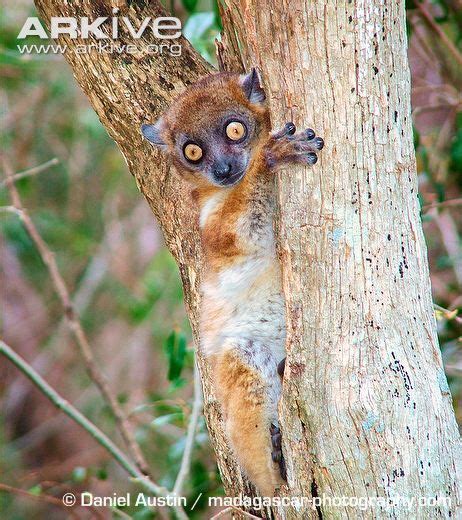 Hubbards Sportive Lemur Clinging To Branch Madagascar Animals Lemur