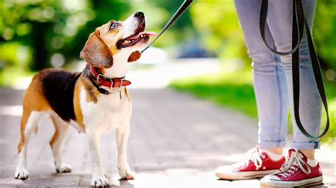 Adoptar Un Perro Puede Mejorar Tu Salud Con La Gente Noticias