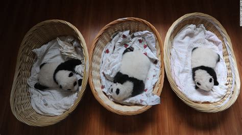 Worlds Oldest Panda Jia Jia Dies In Hong Kong Cnn