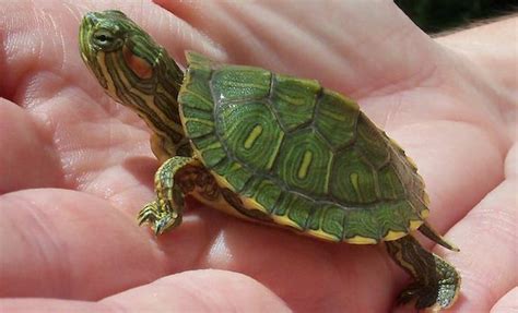 Red Eared Slider Turtle Ultimate Care Sheet For Beginners