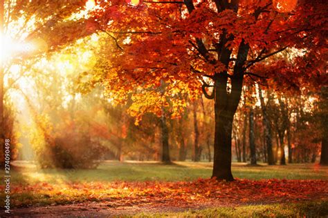 Autumn Landscape Fall Scene Trees And Leaves In Sunlight Rays Stock Photo Adobe Stock