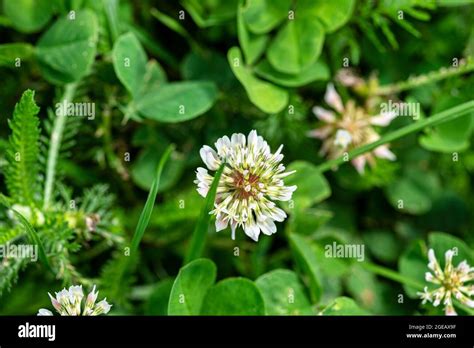Background Made Of Three Leafy Clovers With Visible White Flowers Stock
