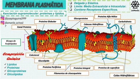 Membrana PlasmÁtica Y Funciones Joseph Udocz