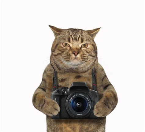 Cat With Camera 1 Stock Image Image Of Camera Humor 125038025