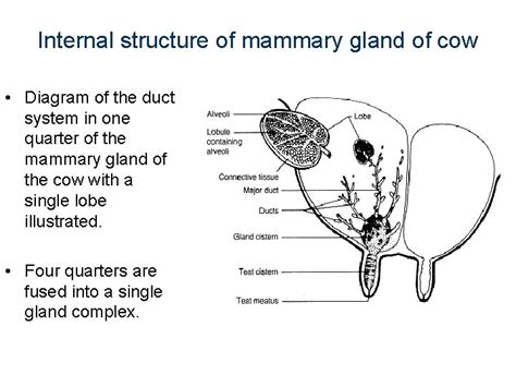 Anatomy Of Mammary Gland Of Cow All About Cow Photos
