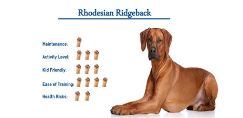 Rhodesian Ridgeback Dog Breed Everything You Need To Know At A Glance