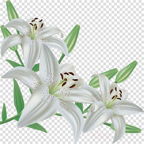 Easter Lily Clipart Images 10 Free Cliparts Download Images On