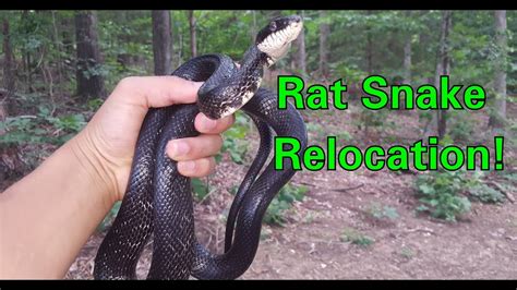 Difference between microprocessor and microcontroller. Black Rat Snake Bite + Relocation! (Wild Report Short ...