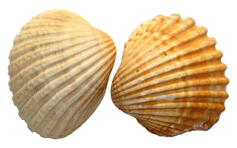 Shell Png Png Image