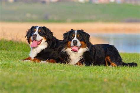 7 Fun Facts About The Bernese Mountain Dog American Kennel Club