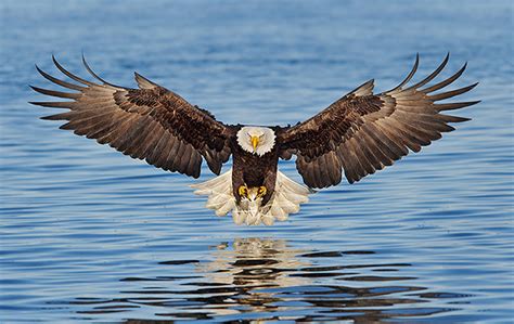 Symbolic Conservation The Plight Of The Bald Eagle The History Bandits