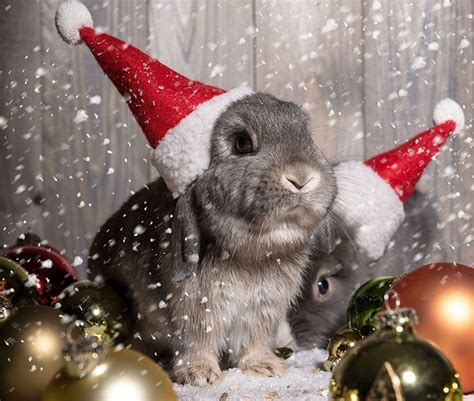 Wallpaper Christmas Animals Yahoo Image Search Results With Images