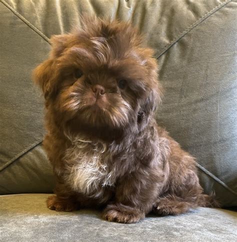 Shih Tzu Puppies For Sale Rochester Ny 521528