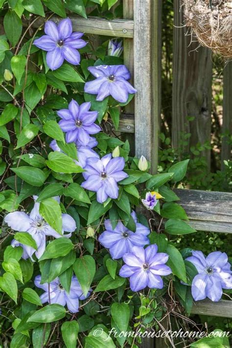Clematis Vine Care Planting Growing And Pruning Tips Artofit