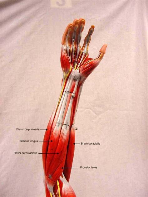 First we will draw the vastus intermedius muscle which is deepest part of quadriceps femoris. Muscles Of the Arm Labeled Lovely Anatomy Muscle Actions ...