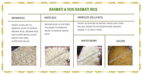 Rice Characteristics Nature Rice From Karnal Haryana India