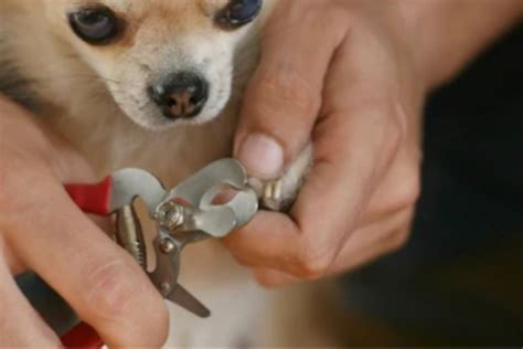 Cómo Cortar Las Uñas A Un Perro De Forma Segura