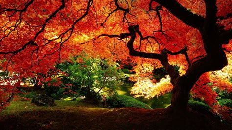 Beautiful Autumn Tree Wallpaper Desktop Wallpaper Fall Landscape