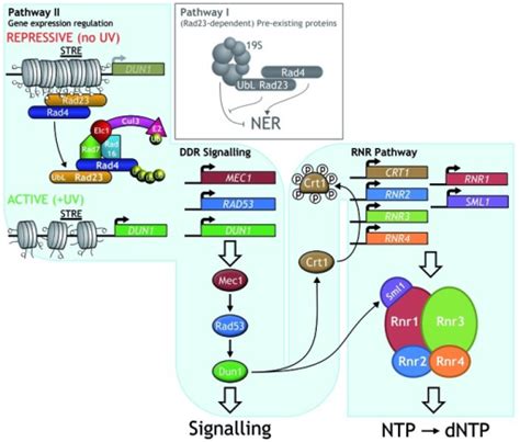 Ligates the nascent dna of the lagging strand after the dna polymerase i has removed the rna primer from the okazaki fragments. A model for Rad4-Rad23 and GG-NER E3 ligase function | Open-i