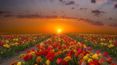 Tulips Field At Sunset Wallpapers Wallpaper Cave