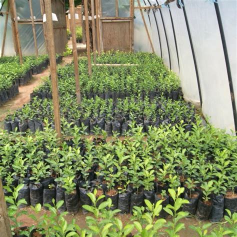 Improved Variety Fruit Tree Seedlings 25 Wells For Zoë