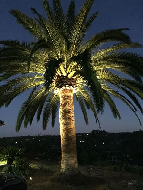 Canary Island Palm Lighting Landscape Lighting Palm Trees