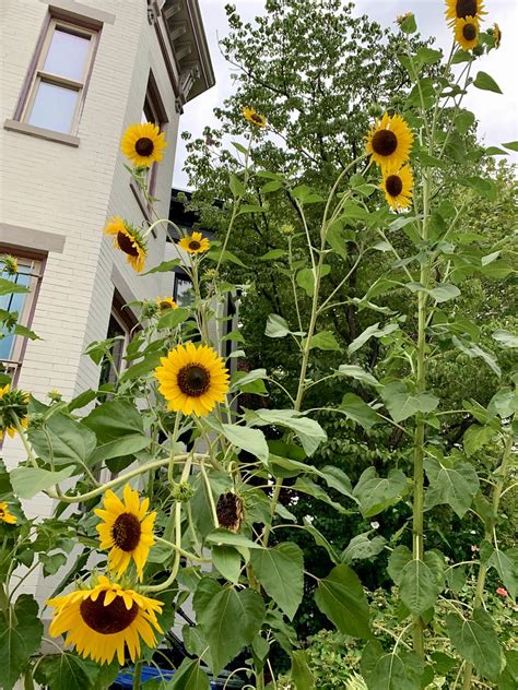 Tallest Sunflowers Ive Ever Seen Scramblerfan Flickr