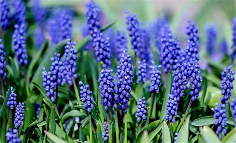 Fleurs Bleues La Liste Compl Te Des Plus Belles Organic Soil