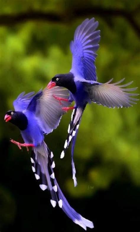 Exotic Birds Wallpaper For Android Apk Download